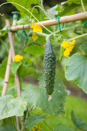 Gurke (Bedfordshire Prize ridged) hängt an einem Weinstock. Gurkenpflanze wächst im Sommer in einem englischen Garten