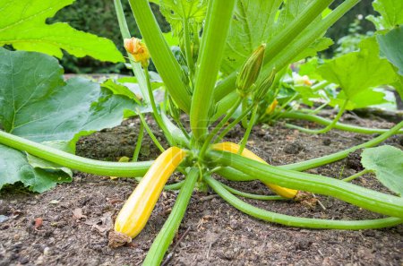 Photo for Yellow courgette (zucchini) plant Sunstripe growing in a vegetable garden or allotment, UK - Royalty Free Image
