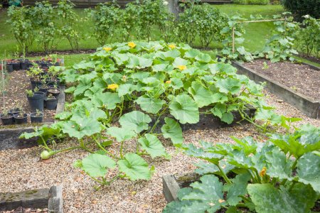 Hortalizas (calabaza de invierno Crown Prince) creciendo en una cama elevada en un jardín del Reino Unido en verano