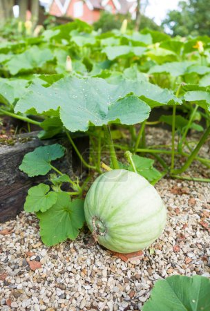 Winter squash Crown Prince growing in a vegetable garden in summer, UK. Large English country house in the background