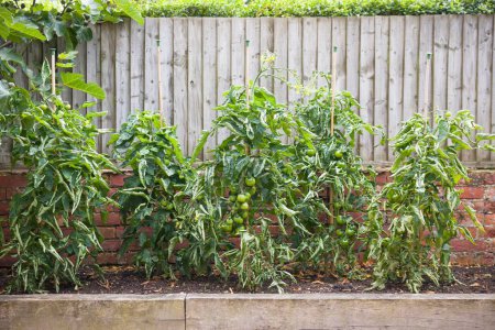 Tomatenpflanzen mit gerollten Blättern in einem Gemüsebeet. Tomatenblättchen, ein häufiges Problem in britischen Gärten.