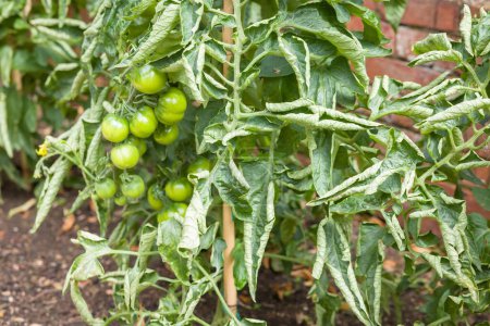 Gros plan de feuilles frisées sur des plants de tomate dans un potager. La boucle de feuilles de tomate, un problème commun dans les jardins britanniques.
