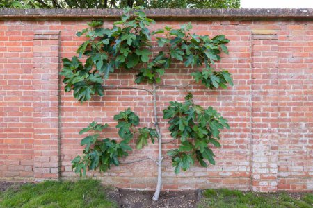 higuera Espalier creciendo contra una pared de ladrillo en un jardín inglés en verano, Reino Unido