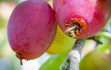 Common wasps (Vespula vulgaris) eating ripe plums growing on a tree in a garden in autumn, UK