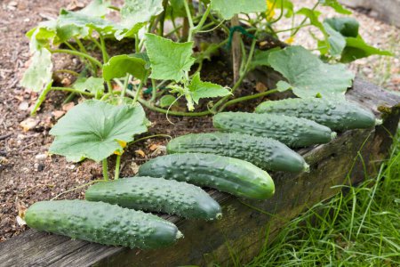 Fresh home-grown cucumbers (Bedfordshire Prize ridged cucumber) harvested in an English garden, UK