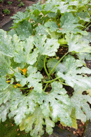 Mehltau auf den Blättern von Zucchini-Pflanzen in einem Gemüsegarten, Großbritannien