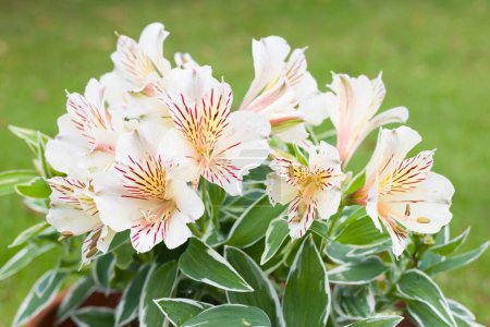 Photo for Alstroemeria Princess Fabiana (Peruvian lily) flowers, plant growing in a pot in a UK garden - Royalty Free Image