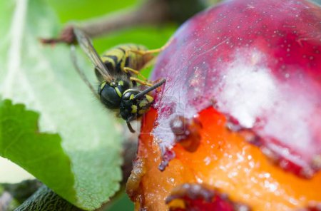 Common wasp (Vespula vulgaris) eating a ripe plum growing on a tree in a garden in autumn, UK