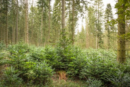 Reforestation. New conifer trees growing in a forest in Chiltern Hills. Wendover, Buckinghamshire, UK