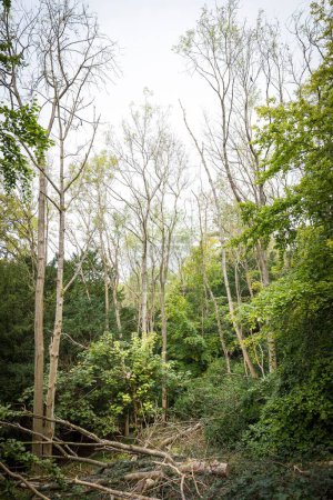 Ash dieback. Ash trees damaged by the fungal disease Hymenoscyphus fraxineus in a forest in Chiltern Hills. Wendover, Buckinghamshire, UK