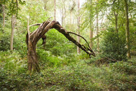 Dead tree, twisted and broken from storm damage, in a forest clearing. Wendover, Buckinghamshire, UK