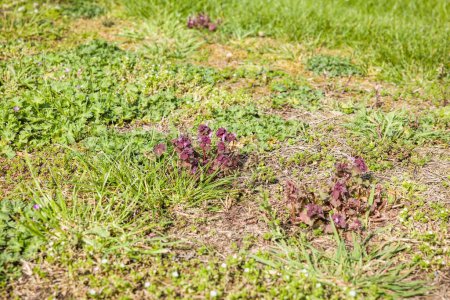 Close up of weeds in a lawn in a UK garden, with purple deadnettle. Garden maintenance and weed control.
