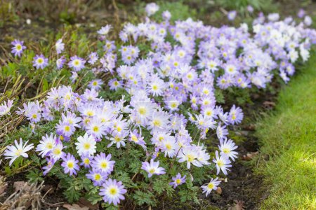 Blue anemone blanda flowers. Perennial plants growing in a UK garden flower bed in spring
