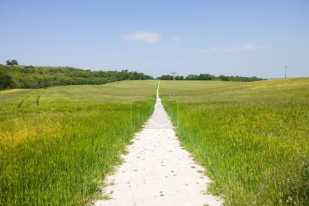 Weißer Kreideweg durch ein Feld in der englischen Landschaft. Chiltern Hills, Aylesbury, Buckinghamshire, Großbritannien