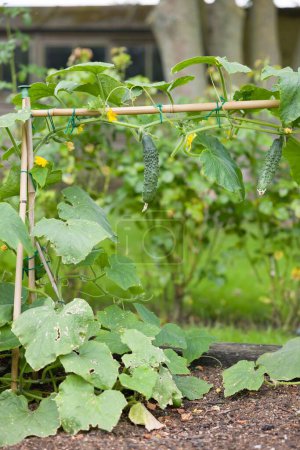 Home-grown cucumber plant (Bedfordshire Prize ridged cucumbers) growing outdoors in an English vegetable garden in summer, UK