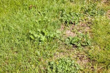 Close up of weeds in a lawn in a UK garden. Garden maintenance and weed control.