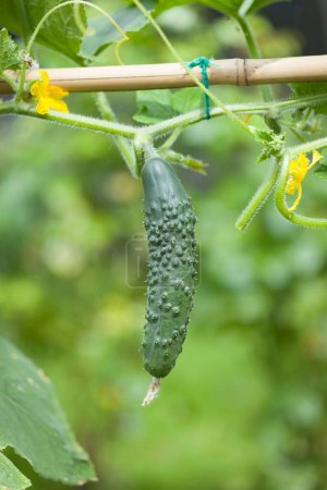 Primer plano del pepino (Bedfordshire Prize ridged cucumbers) creciendo en una planta en un jardín inglés en verano, Reino Unido