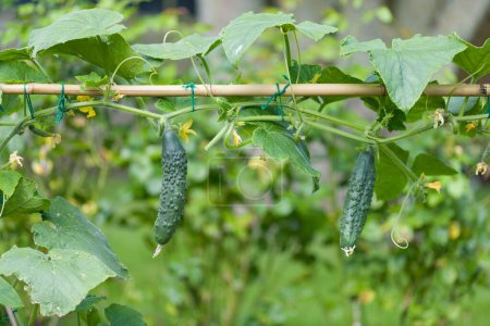 Cucumbers (Bedfordshire Prize ridged) growing outdoors on a cucumber plant in an English garden in summer, UK