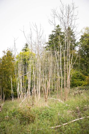Téléchargez les photos : Ash dieback. Frênes endommagés par la maladie fongique Hymenoscyphus fraxineus dans une forêt de Chiltern Hills. Wendover, Buckinghamshire, Royaume-Uni - en image libre de droit