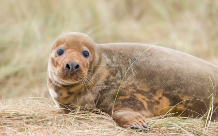 Young female grey seal alone in sand dunes on a beach in winter. Horsey Gap, Norfolk, UK