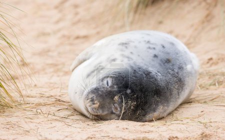 Grey seal pup (Halichoerus grypus) asleep in sand dunes on the beach in winter. Horsey Gap, Norfolk, UK