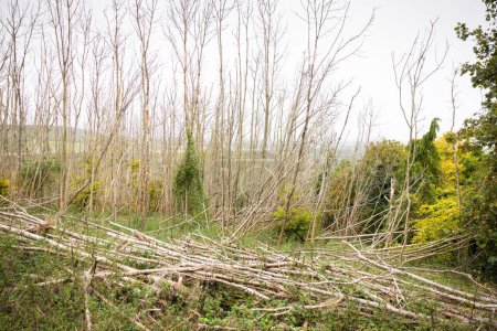 Ash dieback. Frênes endommagés par la maladie fongique Hymenoscyphus fraxineus dans une forêt de Chiltern Hills. Wendover, Buckinghamshire, Royaume-Uni
