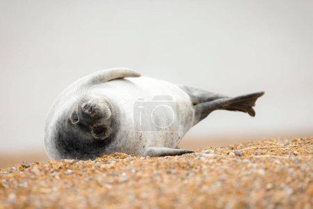 Grey seal pup (Halichoerus grypus) alone on a beach in winter, Norfolk coast, UK