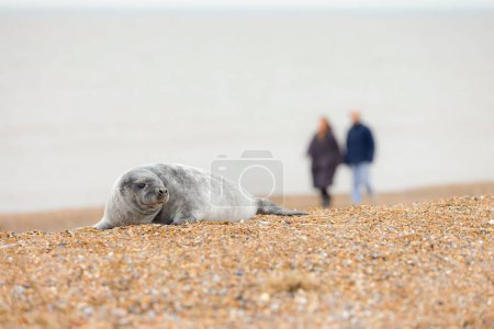 Two people walk past a grey seal pup whilst seal watching on Norfolk coast in winter, UK