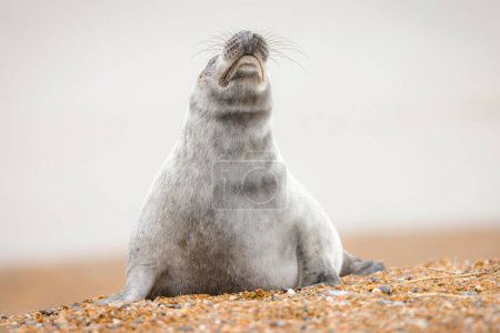 Photo for Grey seal pup (Halichoerus grypus) sniffing the air, alone on a beach in winter, Norfolk coast, UK - Royalty Free Image