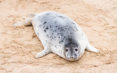 Cachorro de foca gris (Halichoerus grypus) solo en la playa en invierno. Horsey Gap, Norfolk, Reino Unido