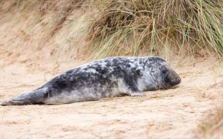 Grey seal pup (Halichoerus grypus) alone in sand dunes on the beach in winter. Horsey Gap, Norfolk, UK