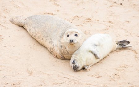 La foca gris (Halichoerus grypus) cría con su madre en una playa en invierno. Horsey Gap, Norfolk, Reino Unido