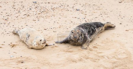 focas grises macho y hembra (Halichoerus grypus) en la playa en invierno en Horsey Gap, Norfolk, Reino Unido