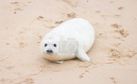 Cute white grey seal pup (Halichoerus grypus) alone on the beach in winter. Horsey Gap, Norfolk, UK