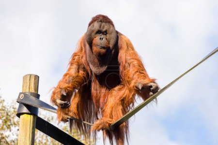 Ausgewachsenes Orang-Utan-Weibchen (Pongo pygmaeus) in Gefangenschaft in einem Zoo, Großbritannien