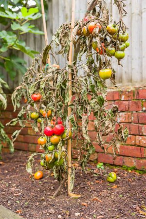 Tomatenpflanzen, die in einem britischen Garten wachsen, sind welk und von der Krankheit befallen