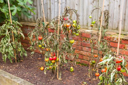 Vine tomato plants wilted with blight disease growing in a UK garden
