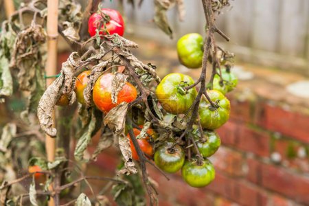 Foto de Problemas de tomate. Primer plano de la plaga de tomate, (phytophthora infestans), plantas con hojas marchitas - Imagen libre de derechos