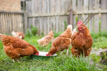Free range chickens outside in a UK garden or smallholding