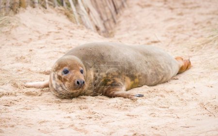 Young female grey seal alone on a sandy beach in winter. Horsey Gap, Norfolk, UK