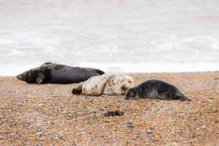 focas grises en una playa. Colonia de focas grises (Halichoerus grypus) en invierno en la costa de Norfolk, Reino Unido