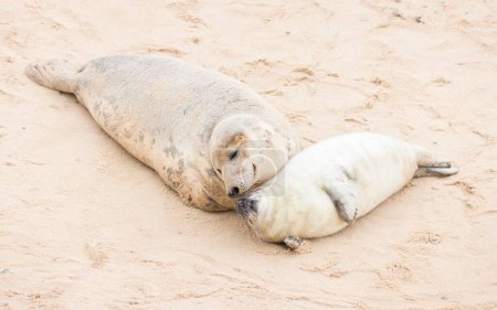 Female grey seal (Halichoerus grypus) nuzzling its pup on a beach in winter. Horsey Gap, Norfolk, UK