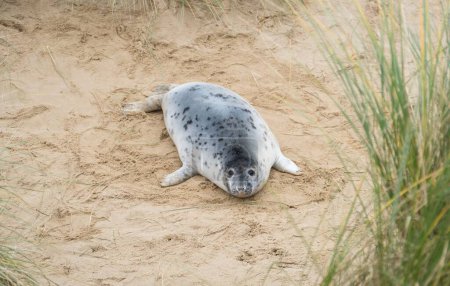 Grey seal pup (Halichoerus grypus) alone in sand dunes on the beach in winter. Horsey Gap, Norfolk, UK