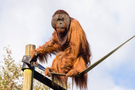 Ausgewachsenes Orang-Utan-Weibchen (Pongo pygmaeus) in Gefangenschaft in einem Zoo, Großbritannien