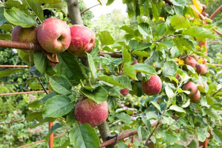 Ripe apples in orchard. Growing apple trees espalier in a UK garden in summer