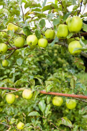Manzanas verdes maduras comiendo en huerto. Cultivando manzanos espalier en un jardín del Reino Unido en verano