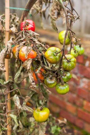Tomato problems. Close-up of tomato blight, (phytophthora infestans), plants with wilted leaves