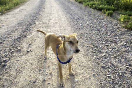 Téléchargez les photos : Détail du chien domestique appréciant la nature, le jeu et la liberté, animal de compagnie - en image libre de droit