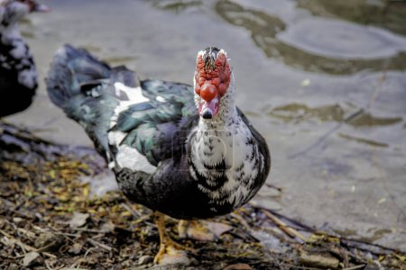Détail de l'oiseau sauvage dans un étang dans la nature