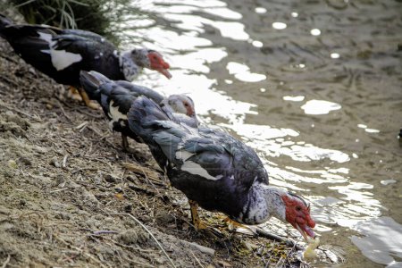 Detalle de pájaro salvaje en un estanque en la naturaleza